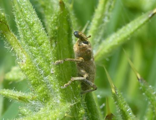 Réf. 282 081 : Cleonis pigra